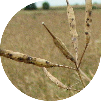 Canola Alternaria (սեւ կետ)
