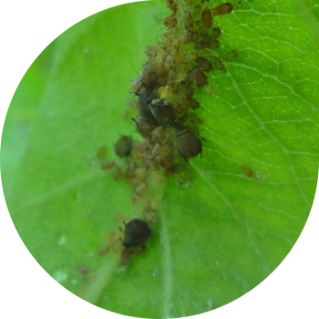 Կանաչ խնձորի aphids