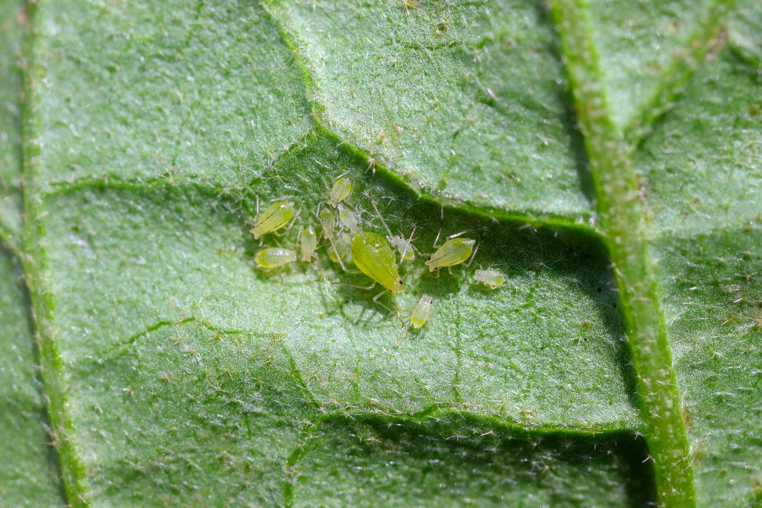 Aphids (սովորական կարտոֆիլի aphids, մեծ կարտոֆիլի aphids)