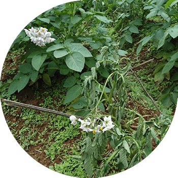 Картоптың қоңыр бактериозы (бактериялық солу) 