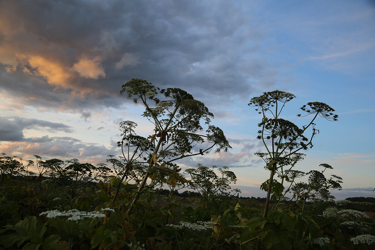 Hogweed-ի դեմ "Օգոստոս" դեղամիջոցը ցույց է տվել իր արդյունավետությունը բնակավայրերի հողերում օգտագործման ցուցադրական փորձարկումներում