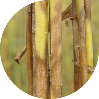 Зығыр Пасмо