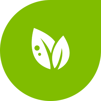 Alternaria կամ ձիթապտղի բրնձի բորբոս