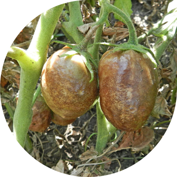 Ուշացած հիվանդություն