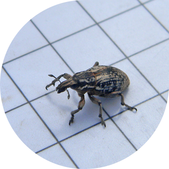 Առվույտի նոդուլային weevil