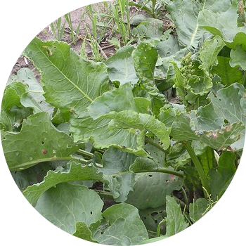 Ձիու թրթնջուկ