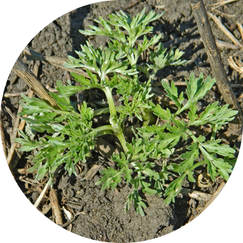 Wormwood սովորական