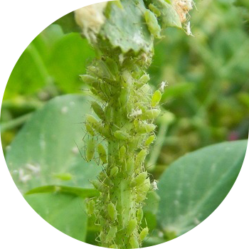 Սիսեռ aphids