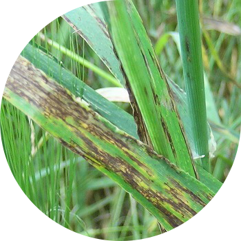 Арпа дақтары