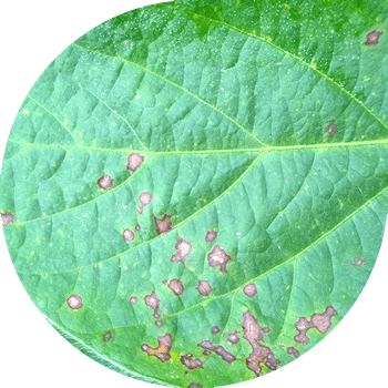 Сояның күлгін церкоспорозы