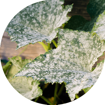 Қияр ұнтақты көгеру