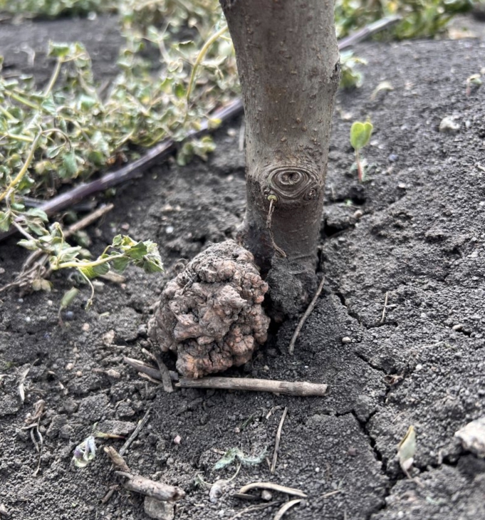 Жеміс дақылдарының тамыр ісігі