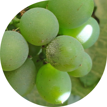 Oidium Խաղող