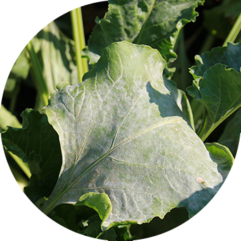 Қызылша ұнтақты көгеру