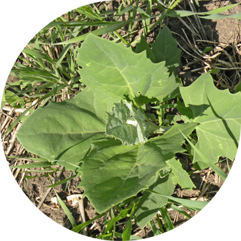 Quinoa, տարածված, Թաթարերեն