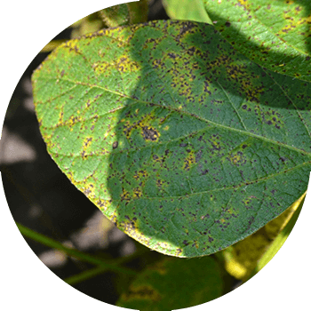 Септория немесе тот басқан соя дақтары