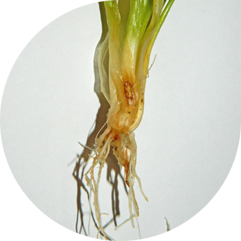 Гельминтоспорозды тамыр шірігі