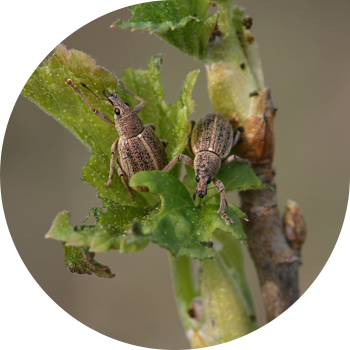 Մոխրագույն երիկամային weevil