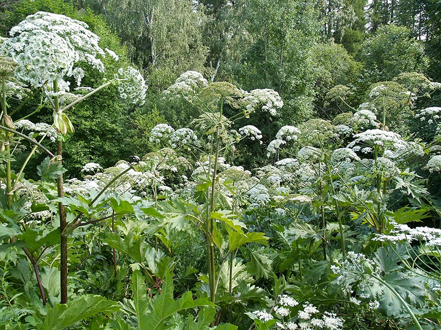 Ինչպես գերաճել Hogweed-ի օջախները հացահատիկային խոտաբույսերով. օգոստոսի " փորձագետները պատմել են փորձերի արդյունքների մասին