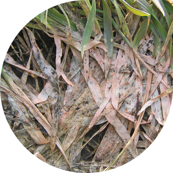 Ձմեռային Fusarium ձյան բորբոս