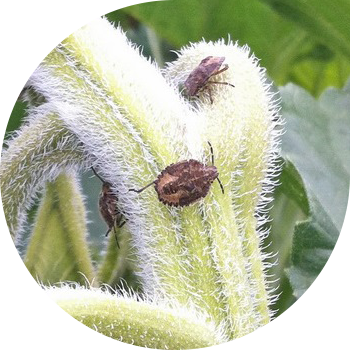 Berry bugs