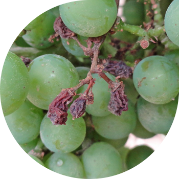 Жүзімнің көгеруі (көгеру)