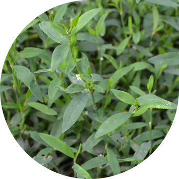 Լեռնային թռչուն (knotweed), երիկամային, կոպիտ