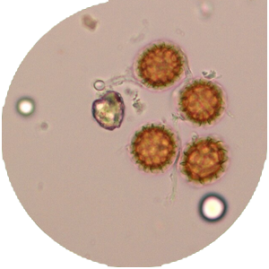 Қатты бидай